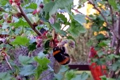 04-408-Beeren