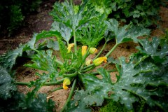07-702-Zucchini