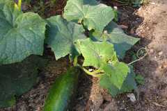 08-801-Zucchini