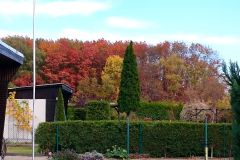 10-1004-Herbst-