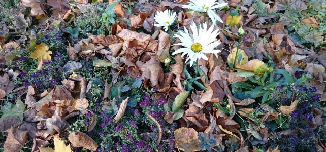 November November